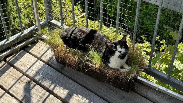 CuteCats_600